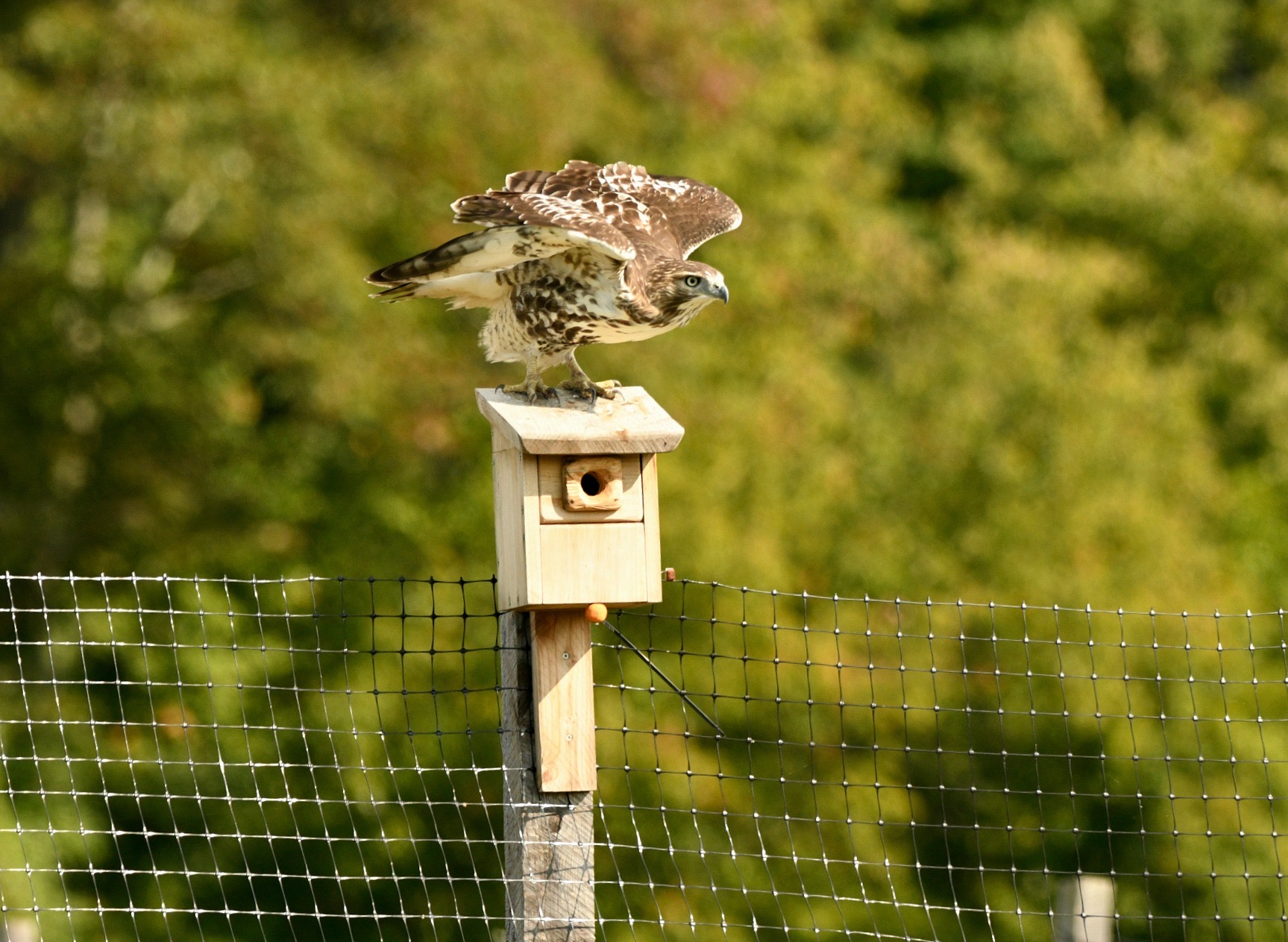 Hawk on birdhouse