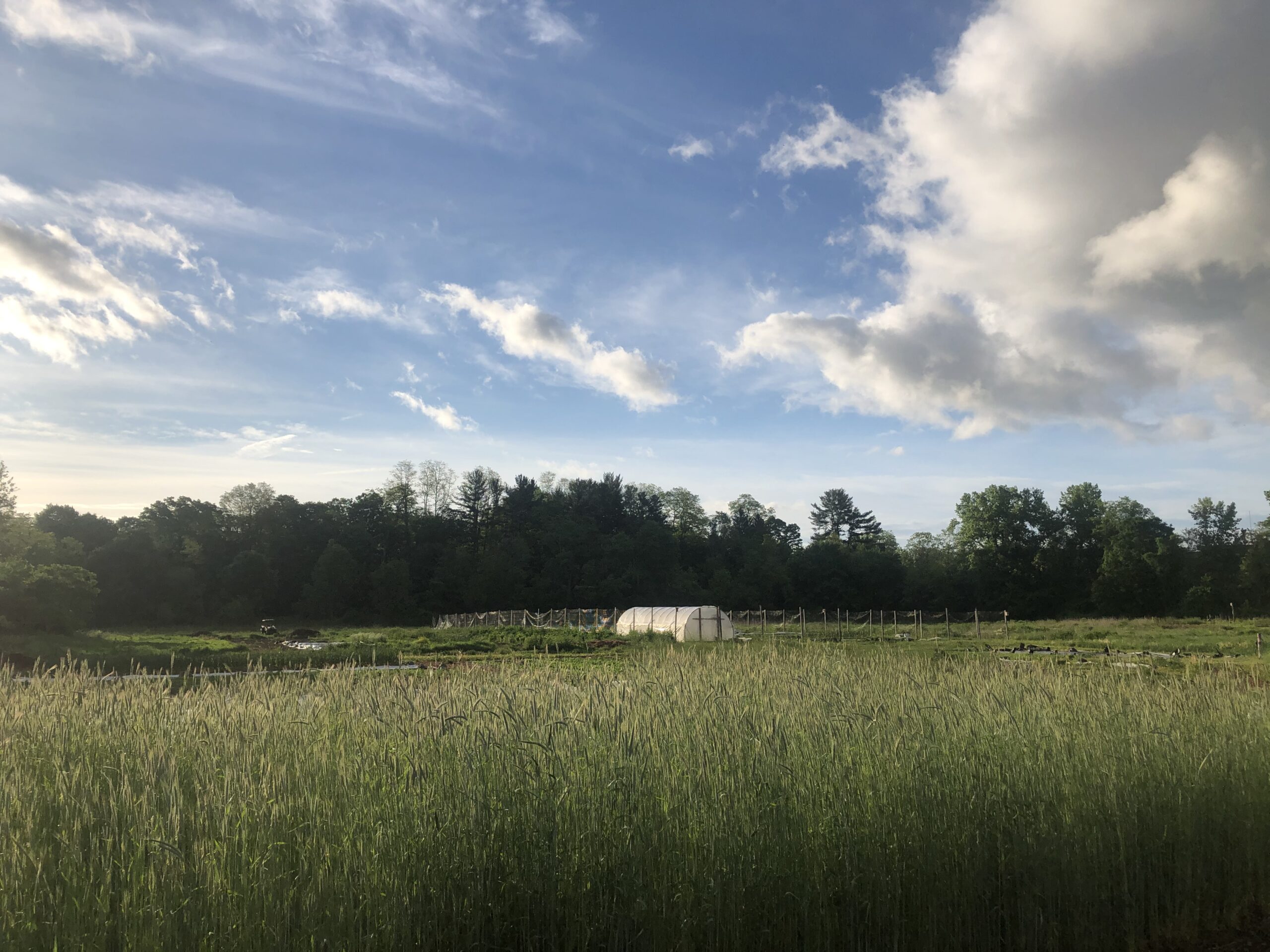 greenhouse clouds and grasses