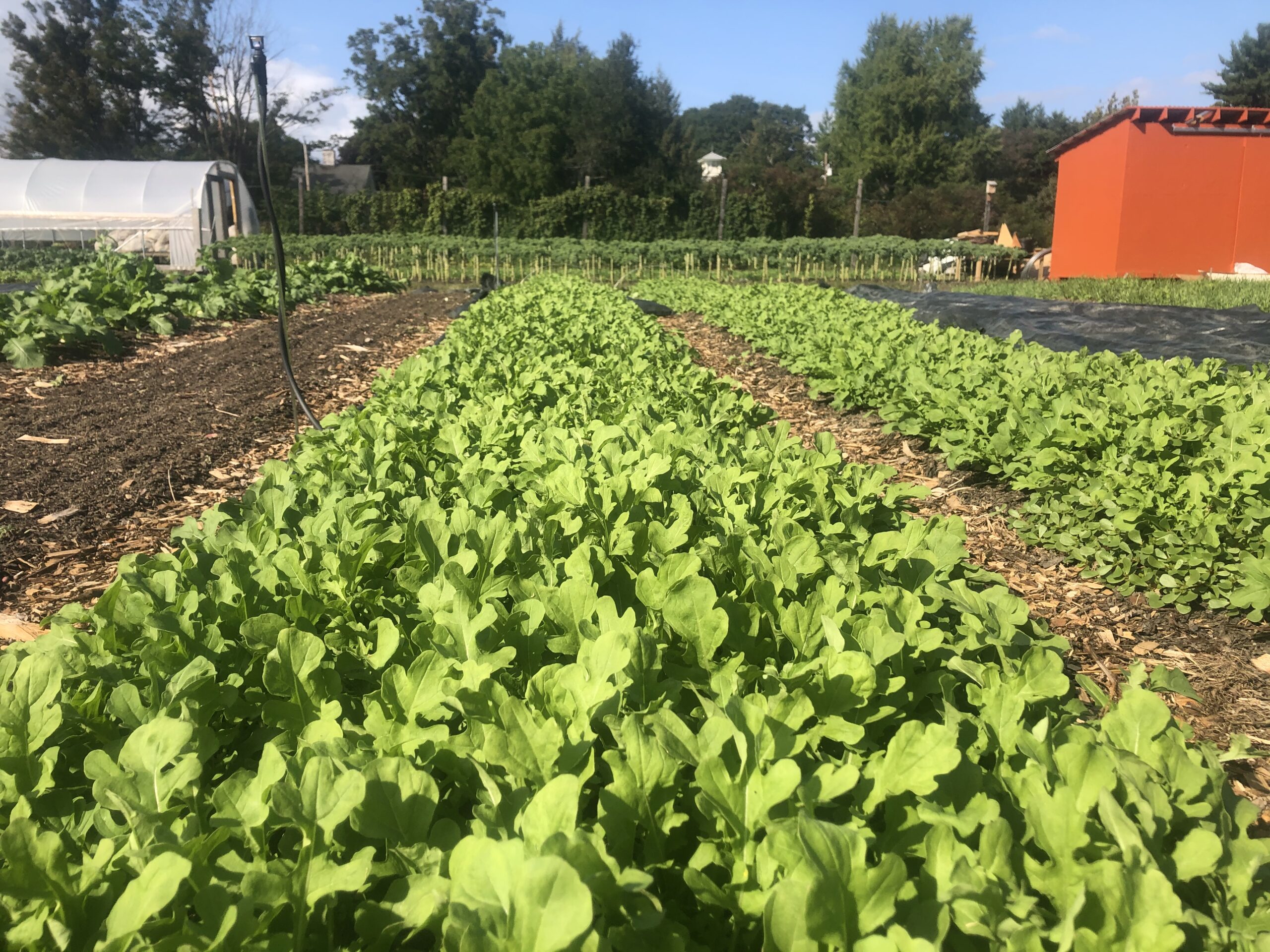 arugula fall