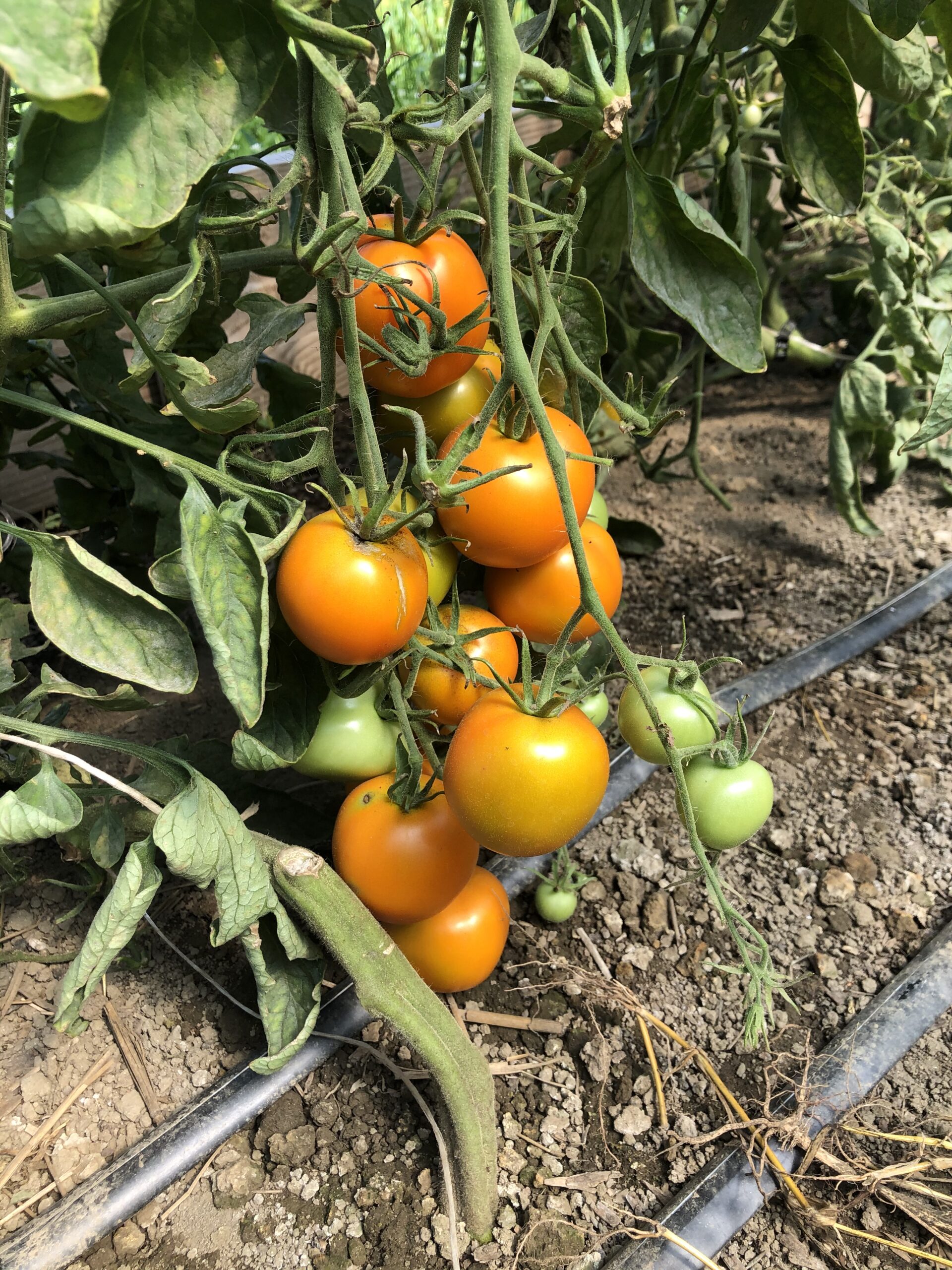 greenhouse toms